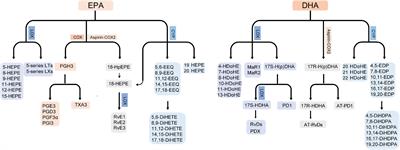 Effect of ω-3 Polyunsaturated Fatty Acids-Derived Bioactive Lipids on Metabolic Disorders